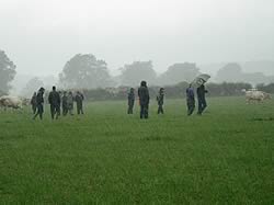 Setting off to see the cattle